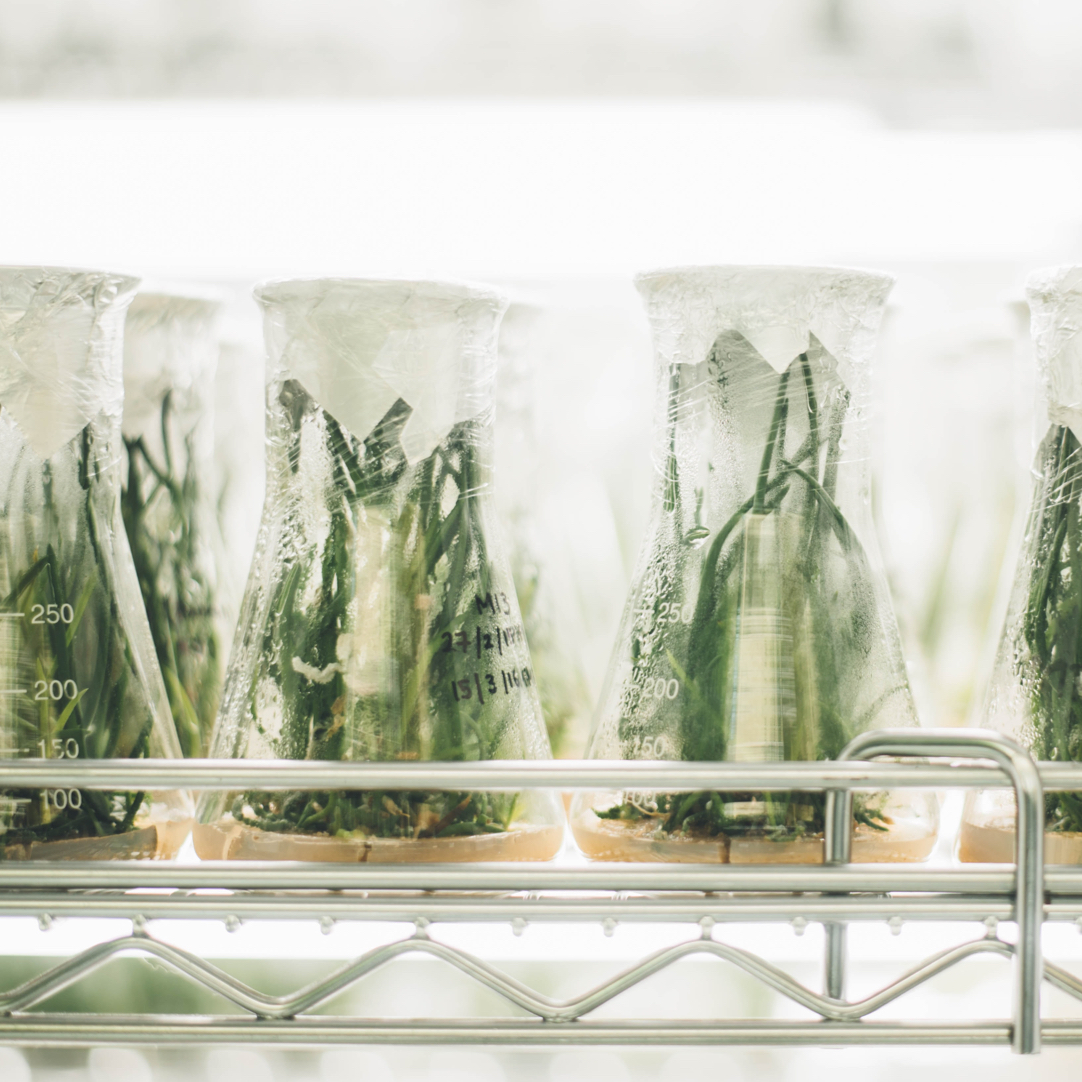 Een rij plantjes in erlenmeyers