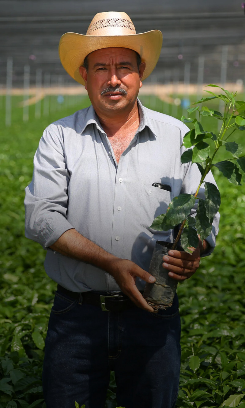 Man in een veld met een plant