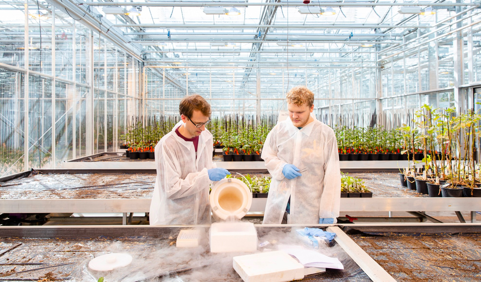 Twee mannen aan het werk in een kas